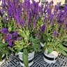 Salvia X Nemorosa Blue By You Portfolio Meadow Sage