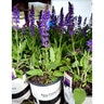 Salvia X Nemorosa Blue By You Portfolio Meadow Sage