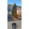 Hesperocyparis (Cupressus) Arizonica Carolina Sapphire Portfolio Arizona Cypress