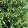 x Hesperotropis leylandii Portfolio Leyland Cypress