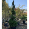 x Hesperotropis leylandii Portfolio Leyland Cypress