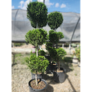 Juniperus virginiana Brodie Portfolio Eastern Red Cedar