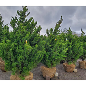 Juniperus chinensis Torulosa Portfolio Chinese Juniper