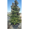 Magnolia Grandiflora Little Gem Portfolio Southern Magnolia