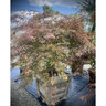 Acer Palmatum var. Dissectum Tamukeyama Portfolio Cutleaf Japanese Maple