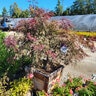 Acer Palmatum var. Dissectum Tamukeyama Portfolio Cutleaf Japanese Maple