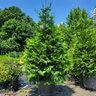 Thuja Standish X Plicata Green Giant Portfolio Arborvitae