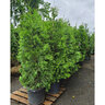Thuja Standish X Plicata Green Giant Portfolio Arborvitae