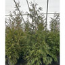 Thuja Standish X Plicata Green Giant Portfolio Arborvitae