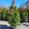 Thuja Standish X Plicata Green Giant Portfolio Arborvitae