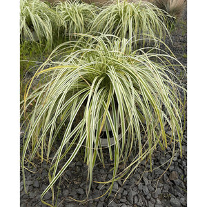 Carex Oshimensis Feather Falls Portfolio Japanese Sedge