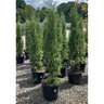 Juniperus Virginiana Taylor Portfolio Eastern Red Cedar