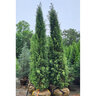 Juniperus Virginiana Taylor Portfolio Eastern Red Cedar