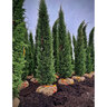 Juniperus Virginiana Taylor Portfolio Eastern Red Cedar