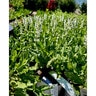 Salvia X Nemorosa Lyrical White Portfolio Meadow Sage
