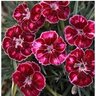 Dianthus x Mountain Frost Ruby Glitter Portfolio Pinks