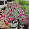 Dianthus X Mountain Frost Ruby Glitter Portfolio Pinks