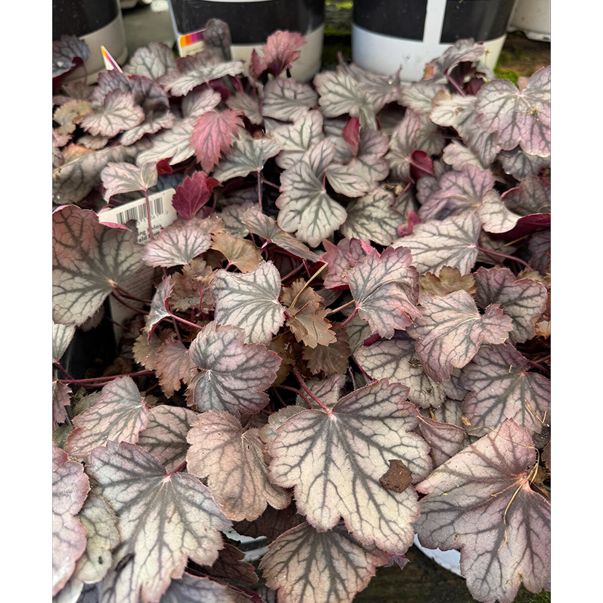 Carnival Rose Granita Coral Bells