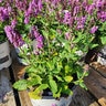 Salvia Nemorosa Rose Marvel Portfolio Woodland Sage