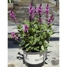 Salvia Nemorosa Rose Marvel Portfolio Woodland Sage