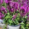 Salvia Nemorosa Rose Marvel Portfolio Woodland Sage