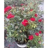 Rosa Floribunda Brick House Red Portfolio Rose