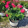 Rosa Floribunda Brick House Red Portfolio Rose