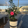 Camellia Japonica Early Wonder Portfolio Cameilla