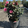 Camellia Japonica Early Wonder Portfolio Cameilla