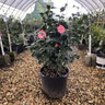 Camellia Japonica Early Wonder Portfolio Cameilla