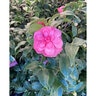 Camellia Japonica Early Wonder Portfolio Cameilla