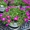 Delosperma X Ocean Sunset Violet Portfolio Ice Plant