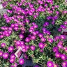 Delosperma X Ocean Sunset Violet Portfolio Ice Plant
