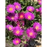 Delosperma X Ocean Sunset Violet Portfolio Ice Plant