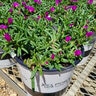 Delosperma X Ocean Sunset Violet Portfolio Ice Plant