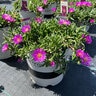 Delosperma X Ocean Sunset Violet Portfolio Ice Plant