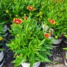 Coreopsis X UpTick Red Portfolio Tickseed