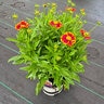 Coreopsis X UpTick Red Portfolio Tickseed