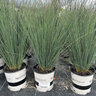 Juncus Tenuis Blue Dart Portfolio Rush