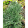 Juncus Tenuis Blue Dart Portfolio Rush