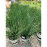 Juncus Tenuis Blue Dart Portfolio Rush