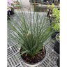 Juncus Tenuis Blue Dart Portfolio Rush