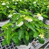 Lantana Camara Bloomify White Portfolio Lantana