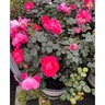 Rosa Floribunda Brick House Pink Portfolio Rose