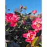 Rosa Floribunda Brick House Pink Portfolio Rose