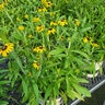 Rudbeckia X American Gold Rush Portfolio Black-Eyed Susan
