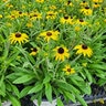 Rudbeckia X American Gold Rush Portfolio Black-Eyed Susan
