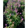 Buddleia Davidii Dapper Lavender Portfolio Butterfly Bush