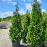 Thuja Occidentalis American Pillar Portfolio Arborvitae