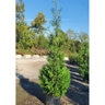 Thuja Occidentalis American Pillar Portfolio Arborvitae